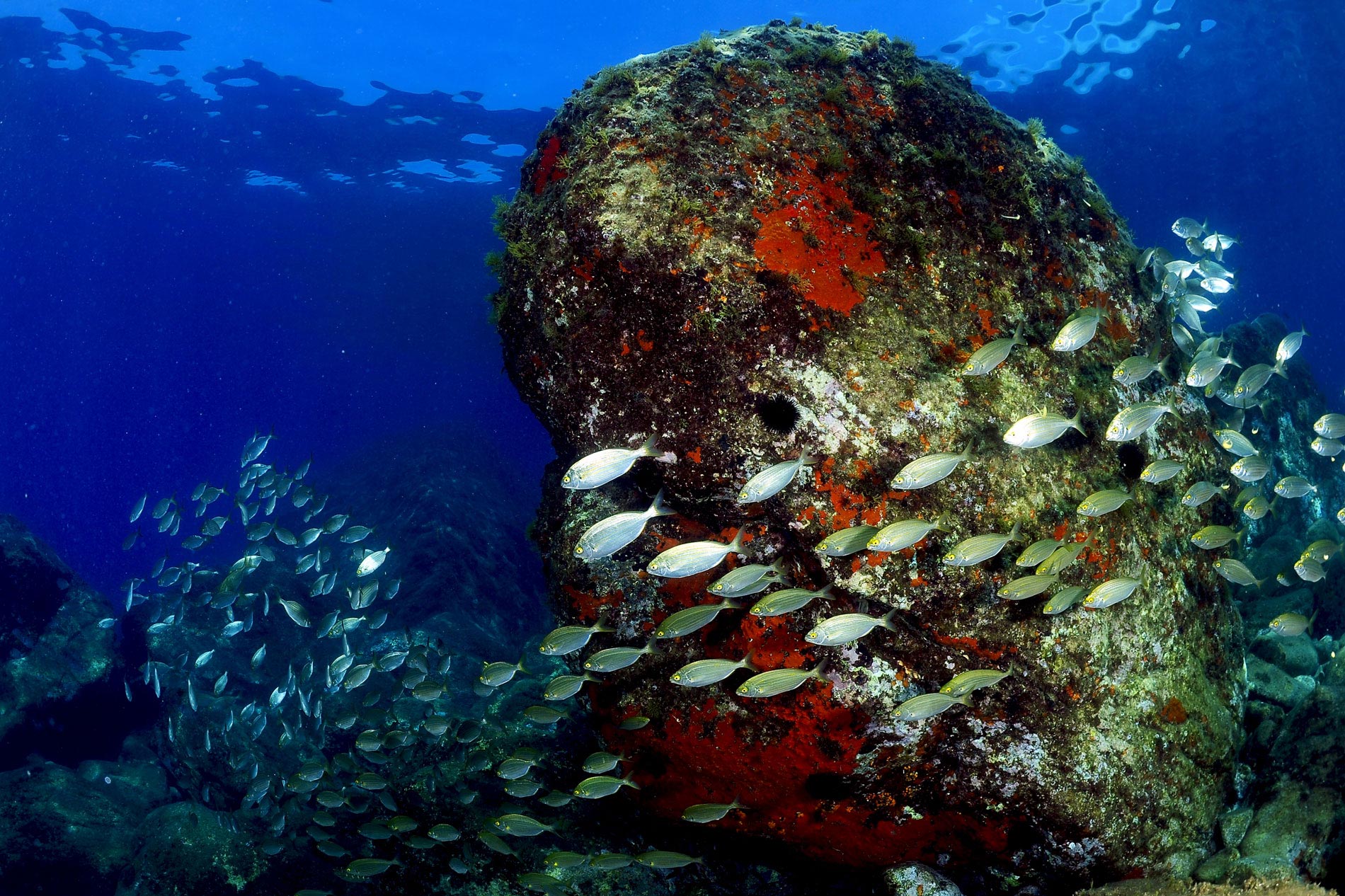 Diving Catania